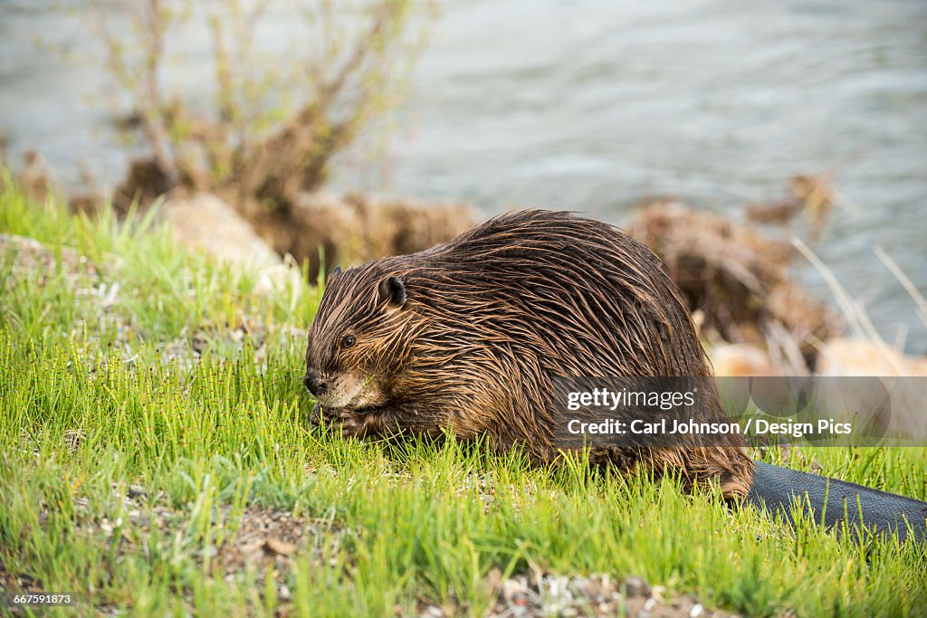 A beaver grazes along the roadside in Yellowstone National Park