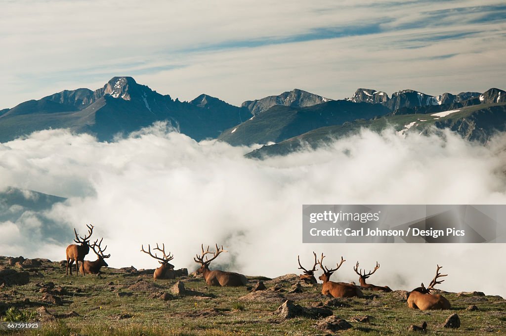 A group of bull elk (Cervus canadensis) rest in a rocky alpine meadow with Longs Peak in the background in Rocky Mountain National Park