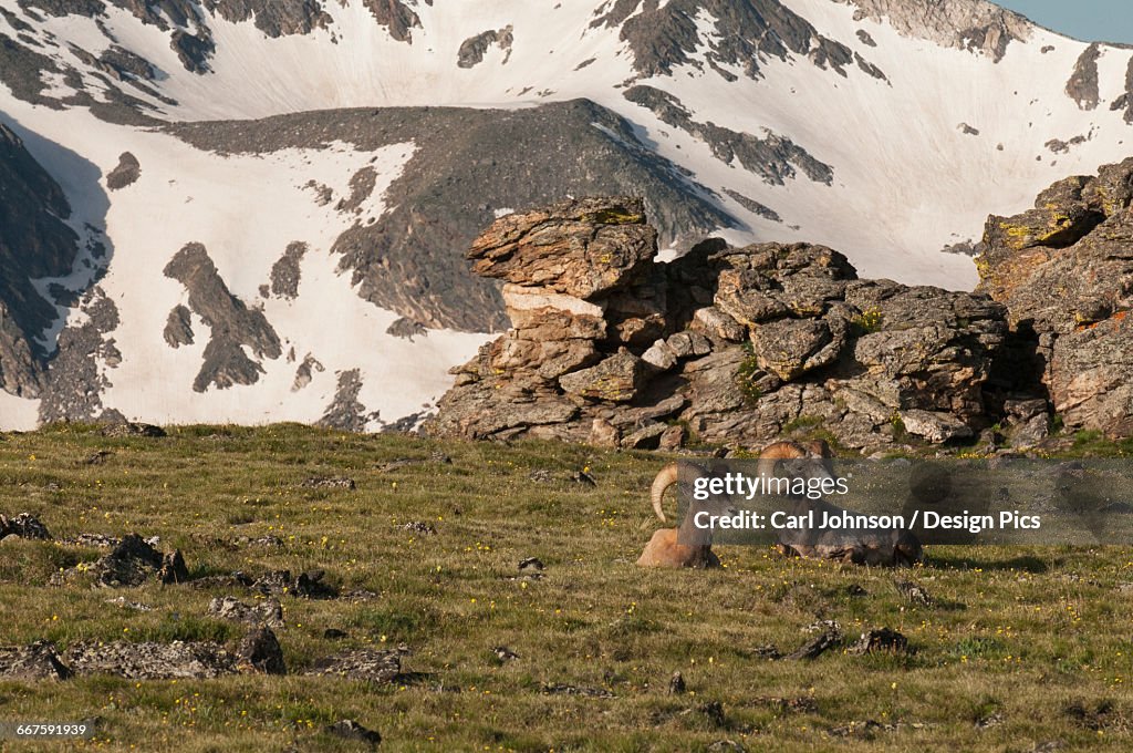 A pair of Rocky Mountain Bighorn Sheep rams (Ovis canadensis) rest in an alpine meadow in Rocky Mountain National Park