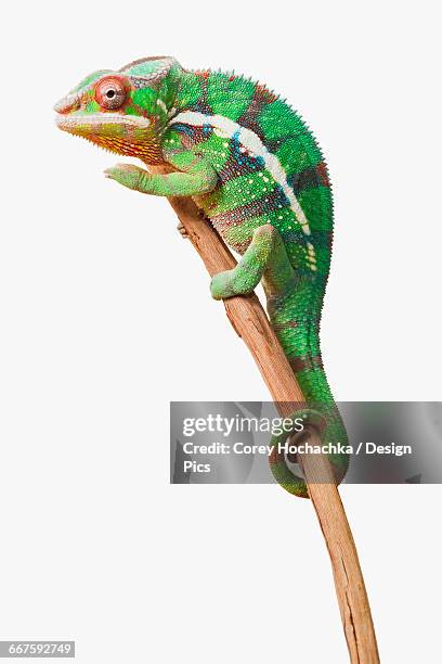 colourful panther chameleon (furcifer pardalis) on a white background - chameleon white background stock pictures, royalty-free photos & images