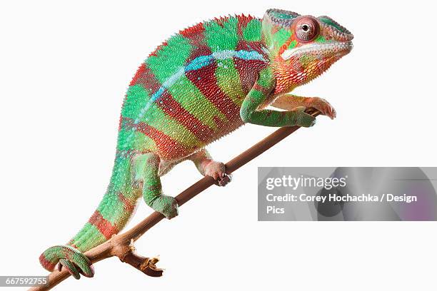 colourful panther chameleon (furcifer pardalis) on a white background - chameleon fond blanc photos et images de collection