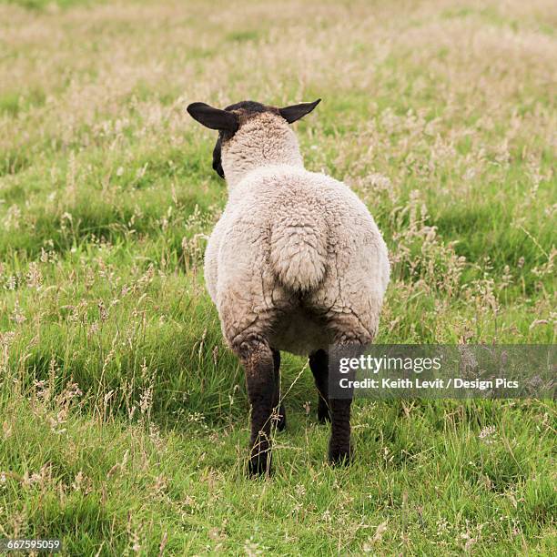 3,278 Back Sheep Stock Photos, High-Res Pictures, and Images - Getty Images