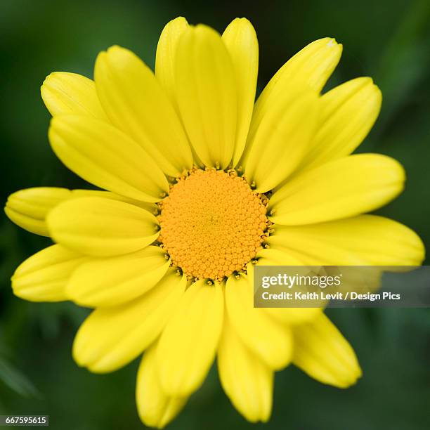 close up of a flower with bright yellow petals and centre - buphthalmum salicifolium stock pictures, royalty-free photos & images