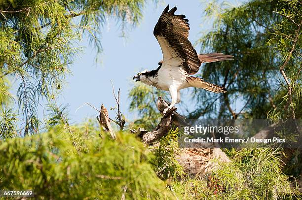 osprey (pandion haliaetus) with largemouth bass - osprey design stock pictures, royalty-free photos & images