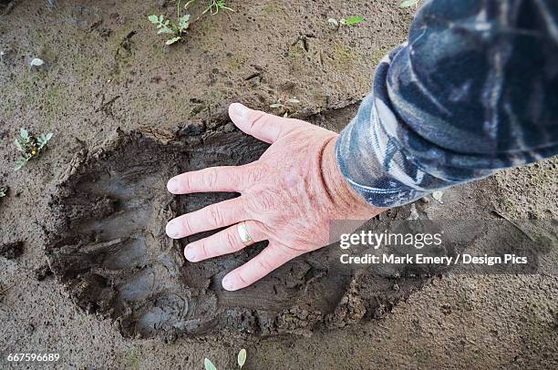 man compares his hand to the footprint of a brown bear near brooks falls, katmai national park, southwest alaska  - bear tracks bildbanksfoton och bilder