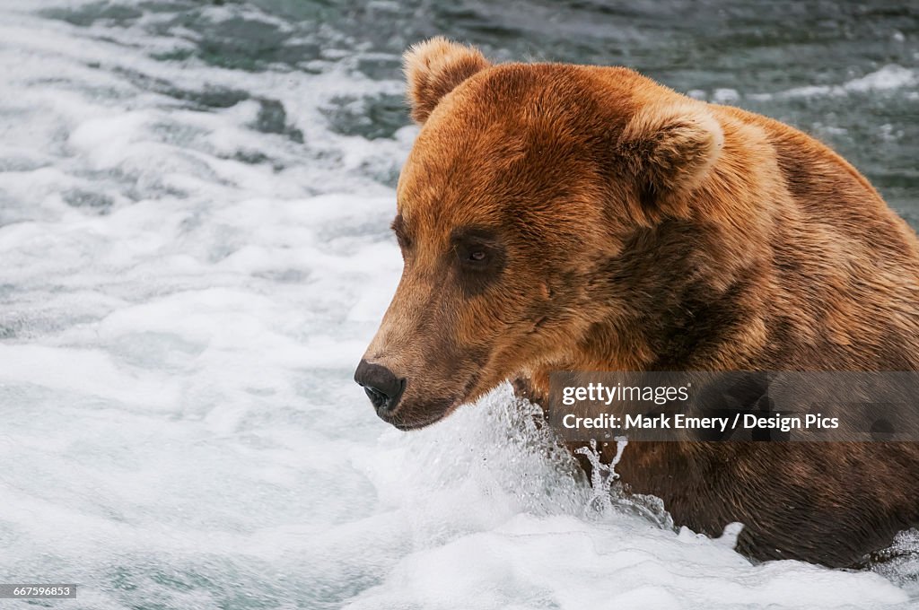 Brown bear adult fishes for salmon by getting his face close to the white water and simply snapping up salmon that get too close, Brooks River, Katmai National Park, Southwest Alaska
