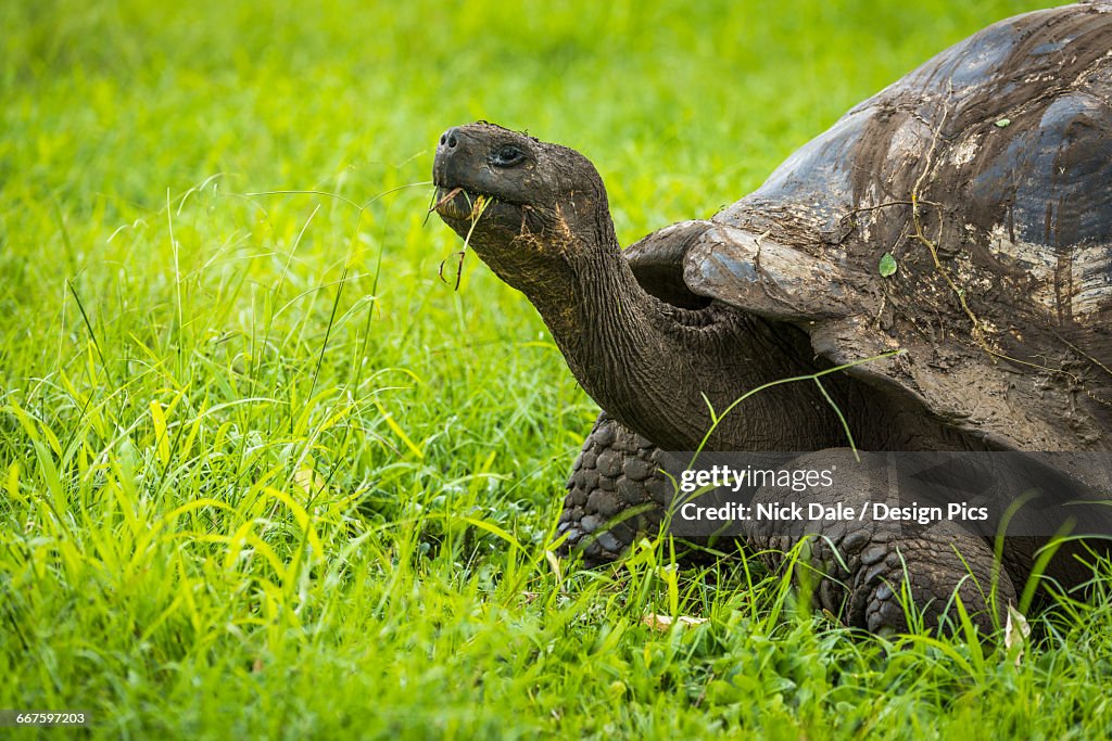 Galapagos giant tortoise (Chelonoidis nigra) chewing grass in field