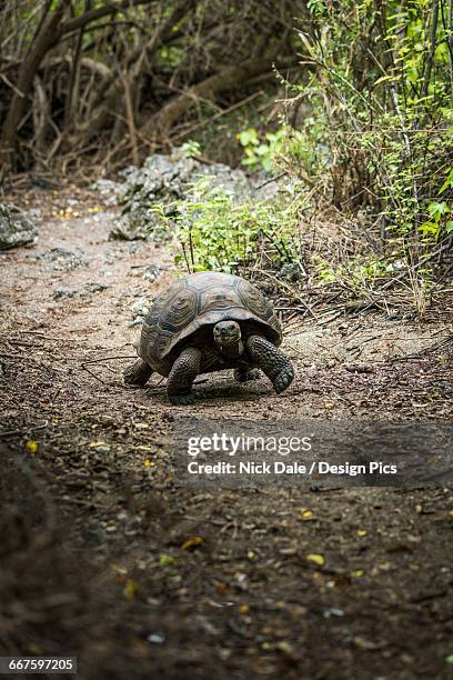https://media.gettyimages.com/id/667597205/photo/galapagos-giant-tortoise-walking-on-gravel-path.jpg?s=612x612&w=gi&k=20&c=L5KabtKLIYCZUFhnmCoLN3jpsiD-Um7mqgcoSZVCoKI=