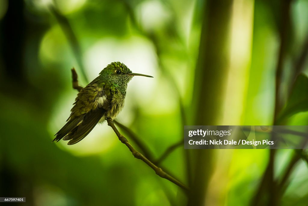 Copper-rumped hummingbird (Amazilia tobaci) perched on branch in trees