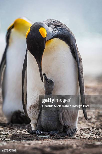 king penguin (aptenodytes patagonicus) preening grey chick between feet - nick chicka stock pictures, royalty-free photos & images