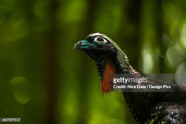 black-fronted piping-guan (aburria jacutinga) looking up in sunlit jungle - black fronted piping guan stock pictures, royalty-free photos & images
