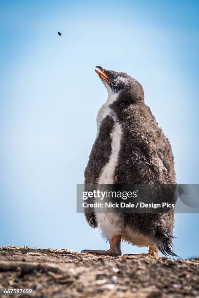 gentoo penguin chick (pygoscelis papua) on shingle watches a fly - nick chicka stock pictures, royalty-free photos & images