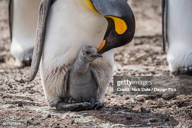 king penguin (aptenodytes patagonicus) bending towards chick between feet - nick chicka stock pictures, royalty-free photos & images