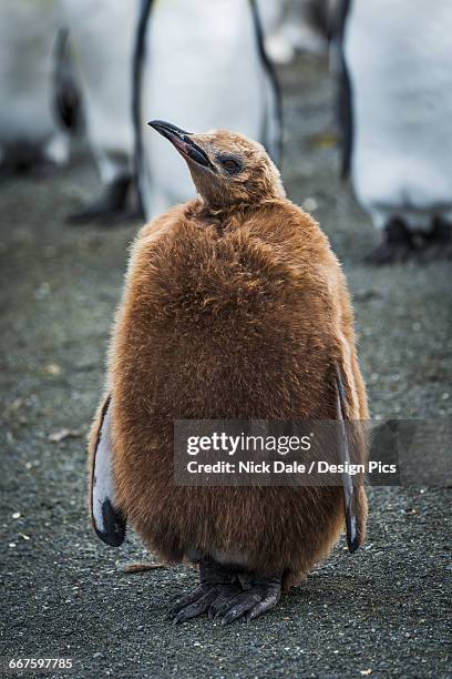 oakum boy king penguin (aptenodytes patagonicus) looking at camera - nick chicka stock pictures, royalty-free photos & images