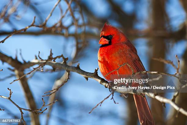 vivid red cardinal (cardinalis cardinalis) sitting on a tree branch with a beautiful blue sky in the background - blue cardinal bird imagens e fotografias de stock