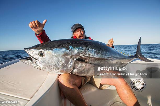 fishing for false albacore tuna off the coast of cape cod - albacore tuna stock-fotos und bilder