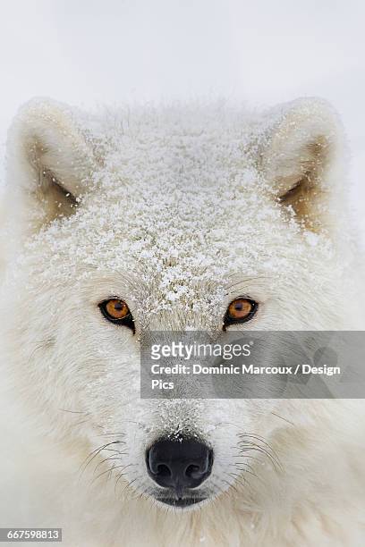 arctic wolf (canis lupus arctos) portrait - arctic wolf stock pictures, royalty-free photos & images