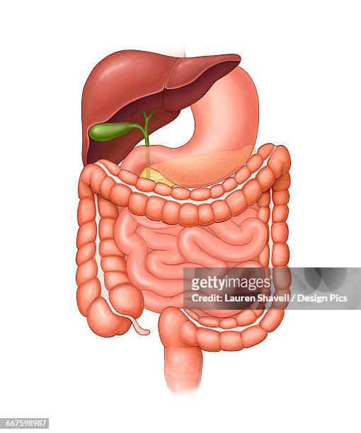 normal abdominal organs outside the body (stomach, liver, gall bladder, large intestine, small intestine, rectum, common bile duct) - abdomen diagram stock illustrations