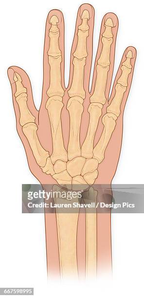 normal anterior view of hand bones, ulna, radius, hamate, pisiform, capitate, lunate, triquetral, trapezoid, trapezium - lunares stock illustrations