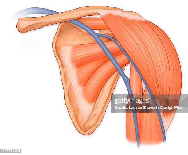 normal anterior view of the shoulder joint, hilighting deltoid, supraspinatus, subscapularis and biceps muscles and cephalic vein - supraspinatus stock illustrations