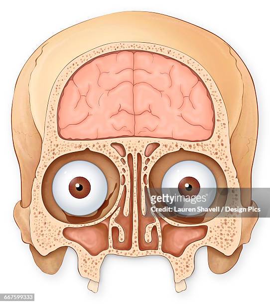 stockillustraties, clipart, cartoons en iconen met normal coronal section of the skull and brain showing the coronal sinuses, frontal lobe of the brain, eyes and eye sockets - coronaal doorsnede