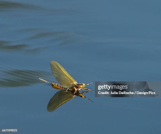 Mayfly Back View 873 The Mayfly Stock Photos, High-Res Pictures, and Images - Getty Images