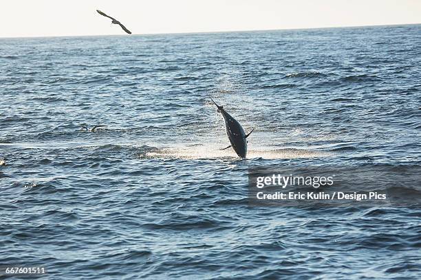 a fish jumping out of the water and a bird flying over the surface of the atlantic ocean - tonno-dalla-pinna-blù foto e immagini stock