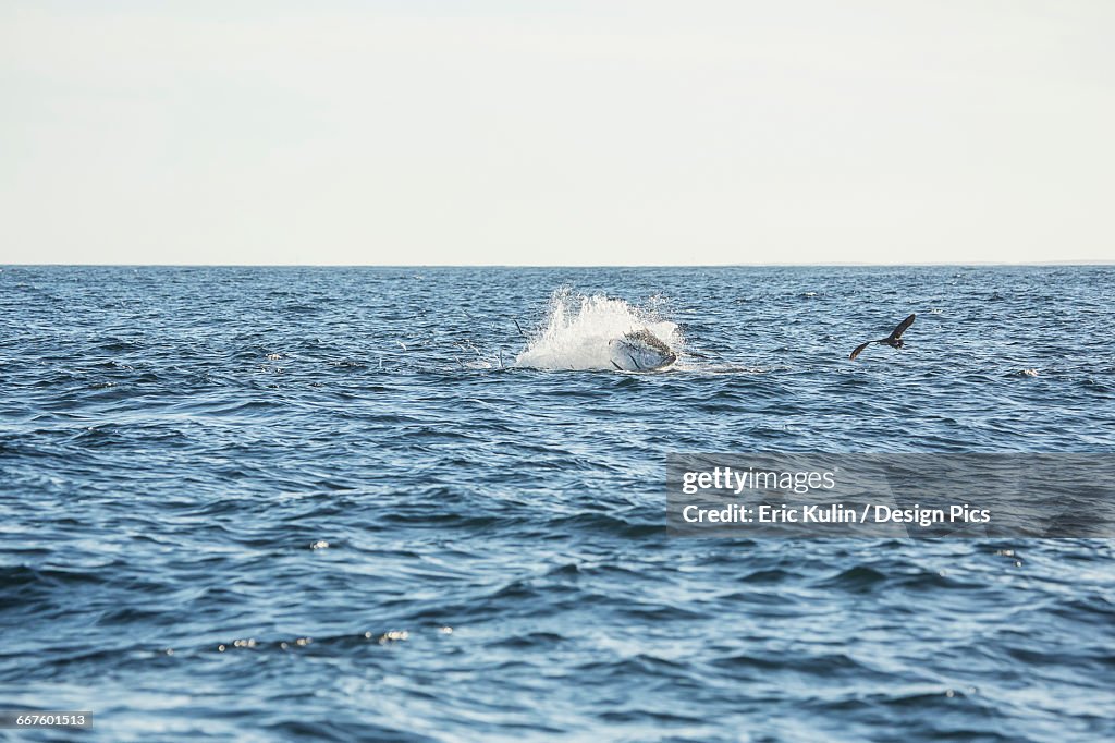 A fish jumping out of the water with birds flying over the surface of the Atlantic Ocean