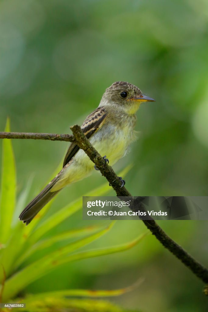 Yellow-bellied Flycatcher