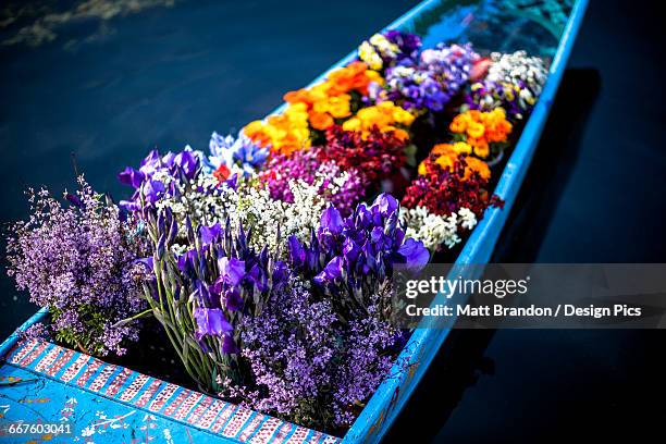 flowers in the bow of a shikara, a kashmiri canoe, being sold by a flower vender or hawker who paddles from boat to boat to sell to tourist and house boat owner - shikara stock-fotos und bilder