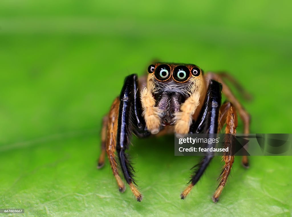 Jumping spider on green leaf, Malaysia