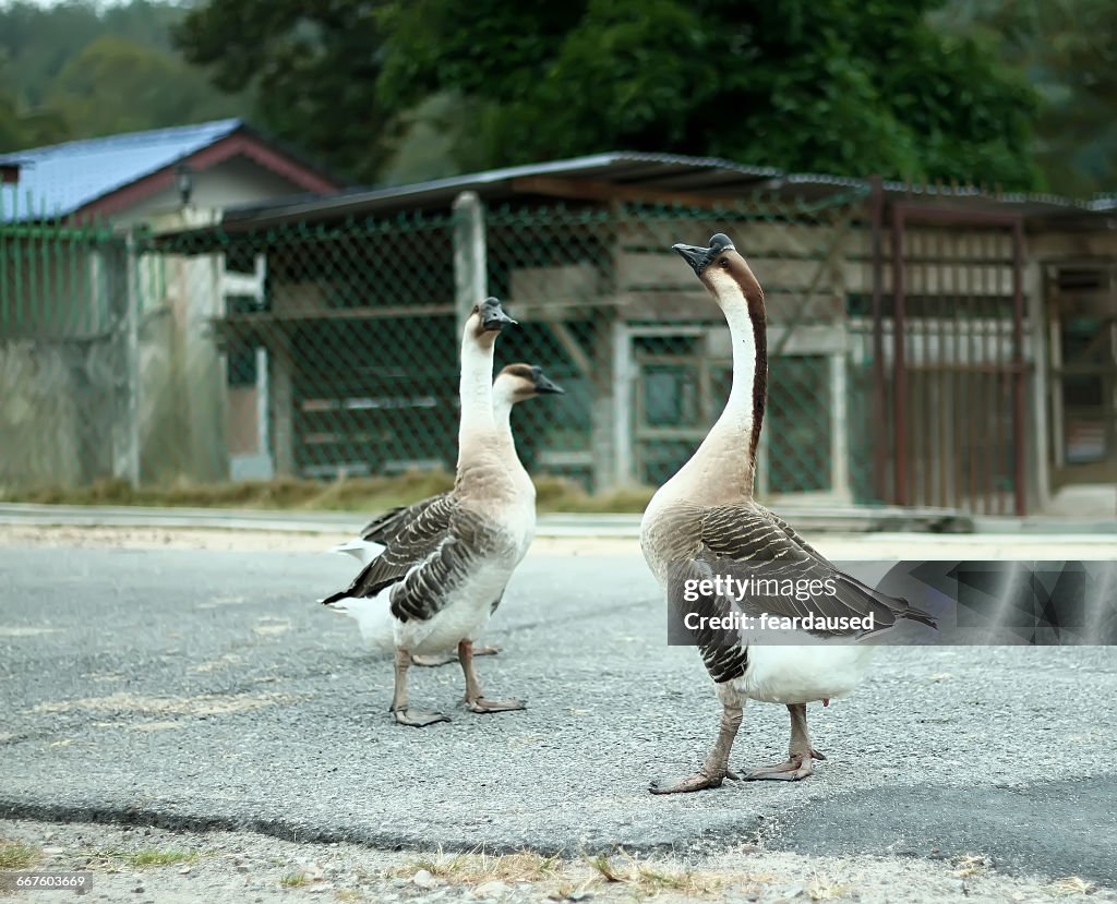 Three white chinese geese (anser cygnoides) in a park, Malaysia
