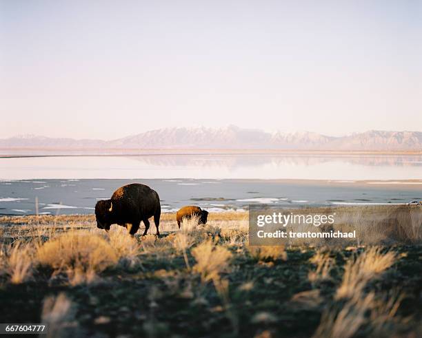 buffalo grazing, antelope island, utah, america, usa - ilha de antelope imagens e fotografias de stock