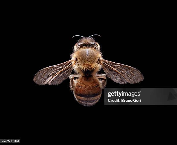 bee against black background - body part black background stock pictures, royalty-free photos & images