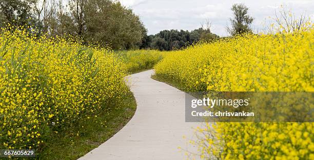 footpath through flowers in oostvaardersplassen, lelystad, holland - oostvaardersplassen stockfoto's en -beelden