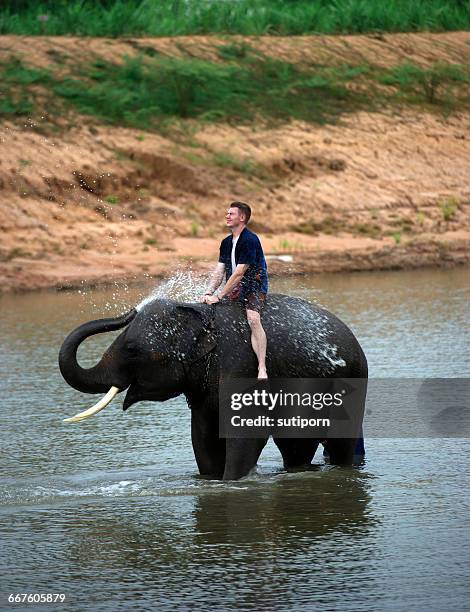 man sitting on elephant in river, thailand - funny elephant 個照片及圖片檔