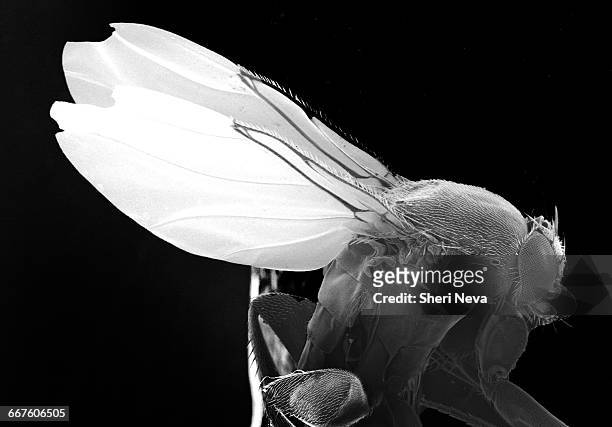 magnified fruit fly - fruit flies stock pictures, royalty-free photos & images