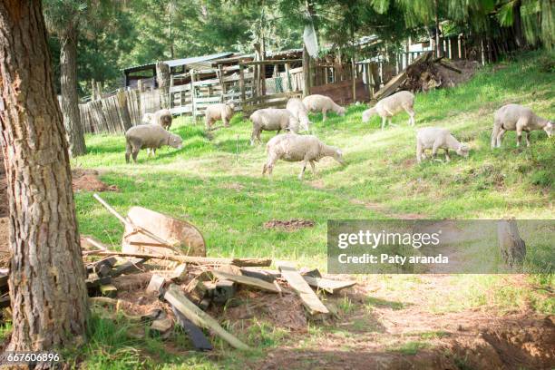 sheep walking on the field - oveja stockfoto's en -beelden