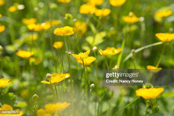 close up of yellow buttercups - buttercup stock pictures, royalty-free photos & images
