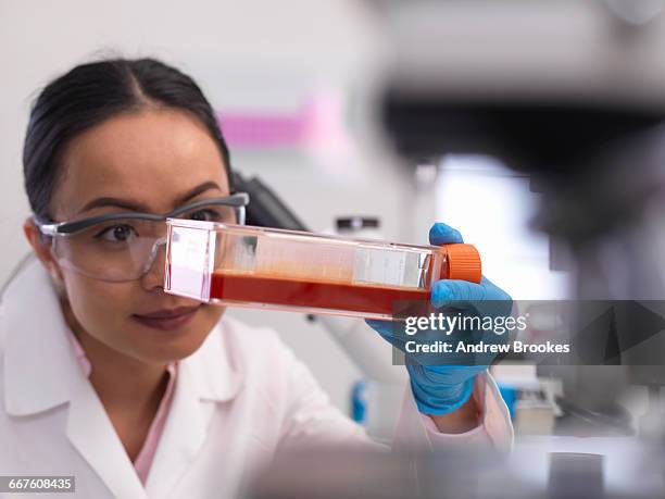 female scientist examining cell cultures growing in a culture jar in the laboratory - stem cell growth stock pictures, royalty-free photos & images
