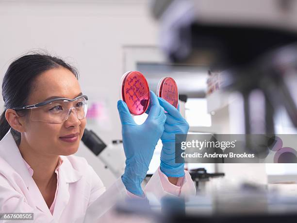 scientist examining microbiological cultures in a petri dish - microbiologist fotografías e imágenes de stock