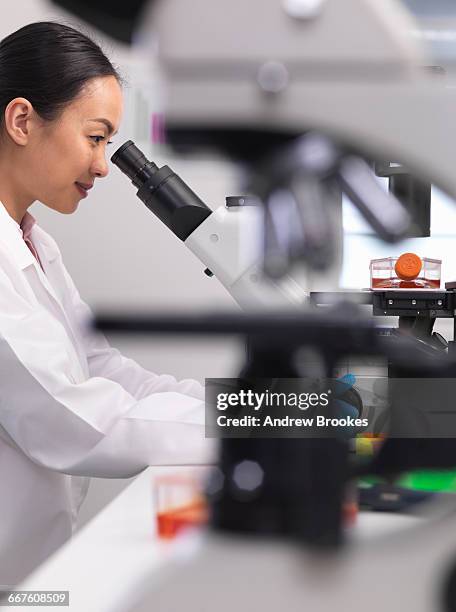 Using Inverted Microscope Inverted Microscope Photos and Premium High Res Pictures - Getty Images
