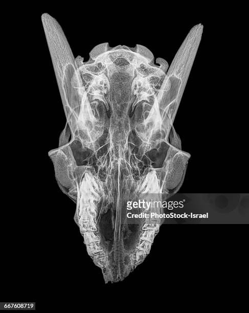 top view x-ray of goats skull on black background - animal skull stock pictures, royalty-free photos & images