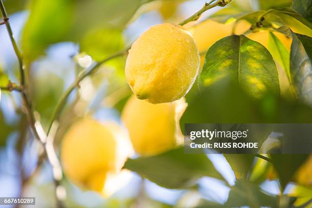 lemons in lemon tree - lemon tree stockfoto's en -beelden