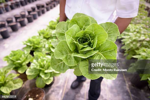 worker holding romaine lettuce in hydroponic farm in nevis, west indies - romaine lettuce stock pictures, royalty-free photos & images