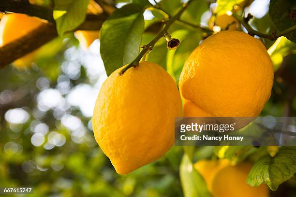 lemon tree full of fruits - citrus blossom stock-fotos und bilder