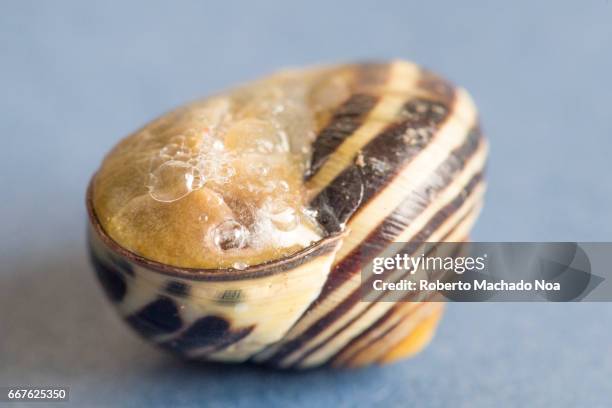 close up of land snail or mollusk protecting itself by closing in the shell. they use a mucus which hardens and it is called epiphragm - mucus stock pictures, royalty-free photos & images