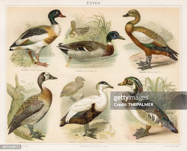 stockillustraties, clipart, cartoons en iconen met eenden chromolithograph 1895 - ruddy shelduck