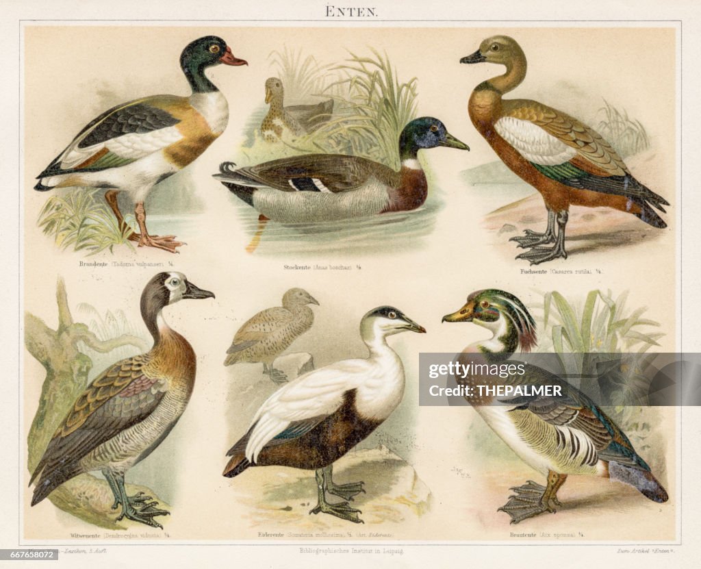 Ducks chromolithograph 1895