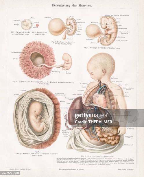 development of human chromolithograph 1895 - human embryo development stock illustrations